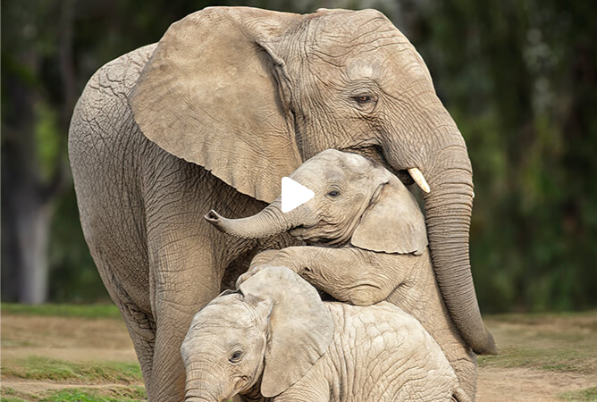 Live Elephant Cam Portal 