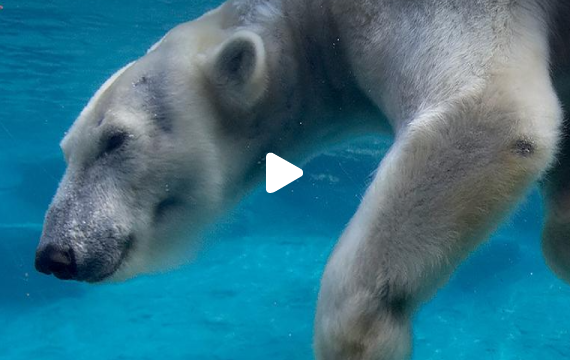 Live Polar Bear Cam